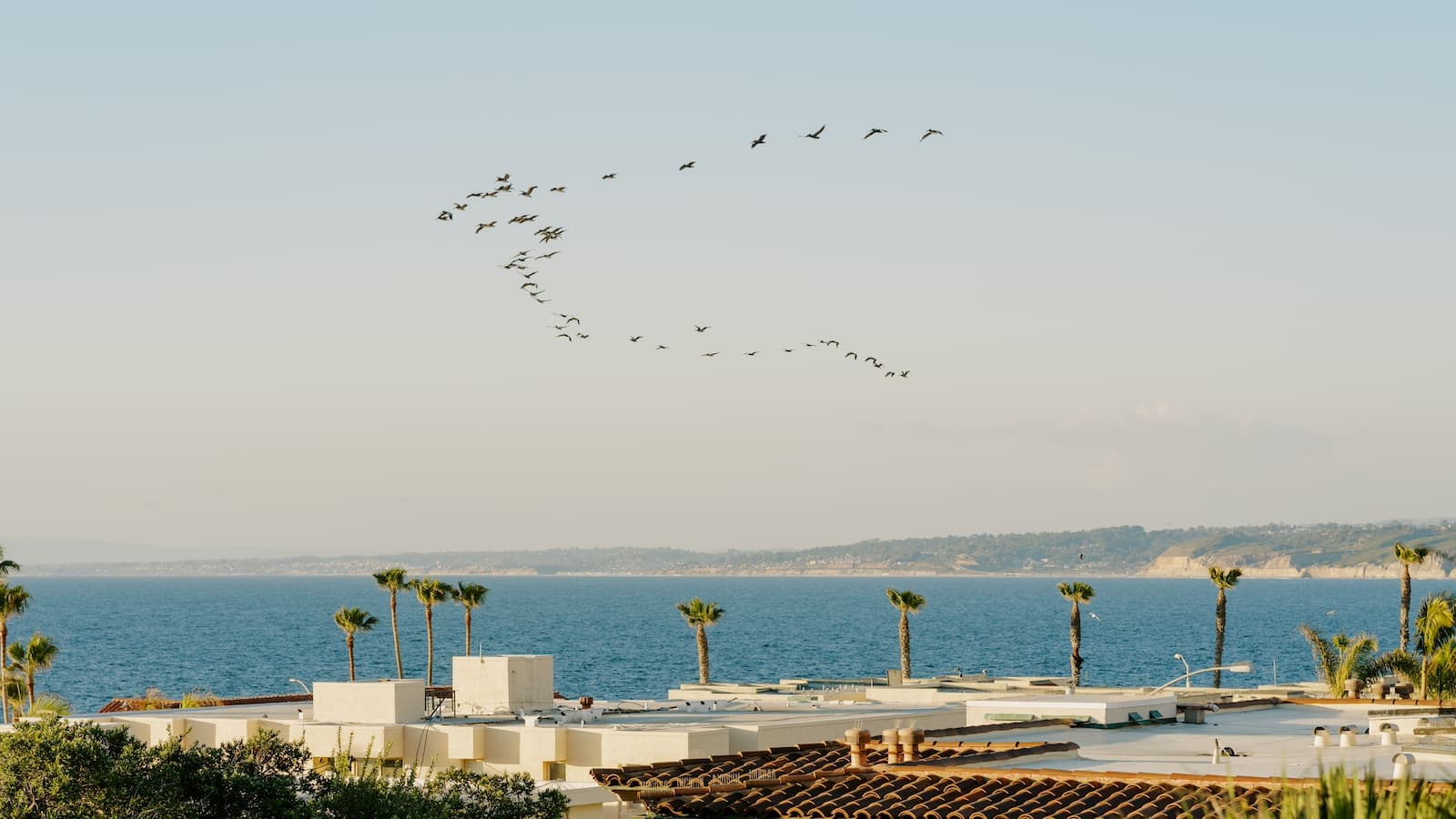 birds flying above the ocean