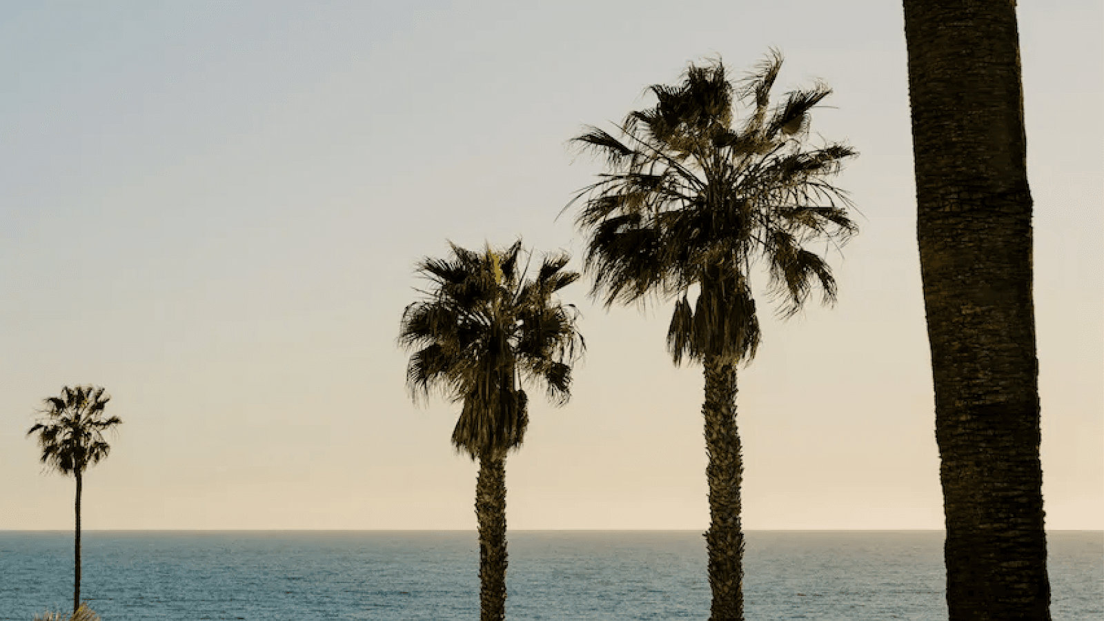 two palm trees and the ocean