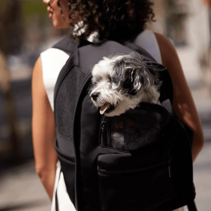 Small dog riding in a black pet backpack worn by a person walking outdoors on a sunny city street