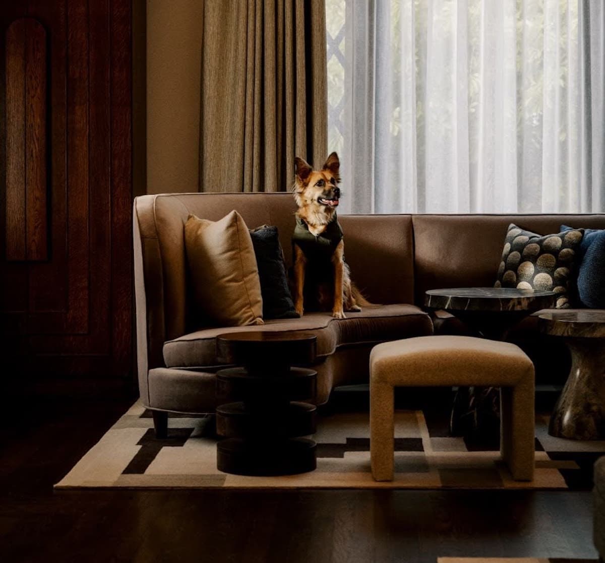 A small dog sits alertly on a beige sofa in a warmly lit living room. The space features textured pillows, a patterned rug, low sculptural side tables, and sheer curtains filtering daylight, creating a cozy, modern atmosphere.